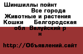 Шиншиллы пойнт ns1133,ny1133. - Все города Животные и растения » Кошки   . Белгородская обл.,Валуйский р-н